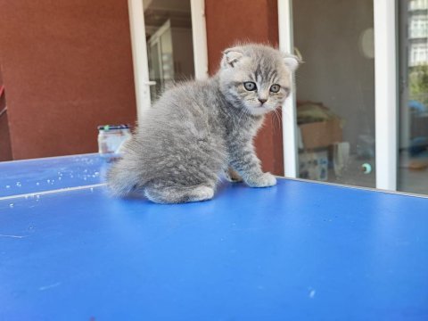 British longhair