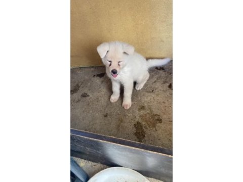 Beyaz akita 