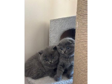 British ve scottish fold dişi kedimiz