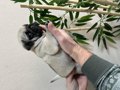 Erkek pug mops yavrumuz üst düzey