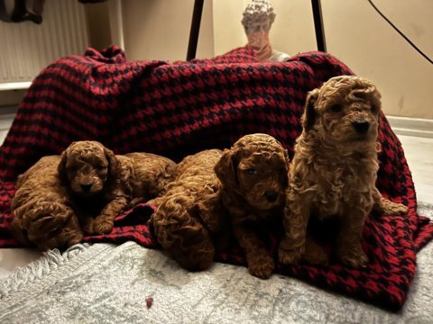 Son 2 toy poodle yavrumuza yuva arıyoruz acil