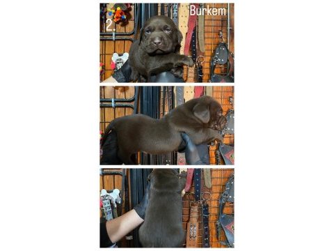Burkemden hayat arkadaşı labrador yavrularımız