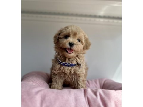 Maltipoo en küçük boy maltipoo yavrularımız