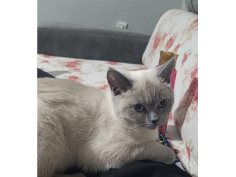 10 aylık bakımlı ev kedisi dişi blue point kedimiz