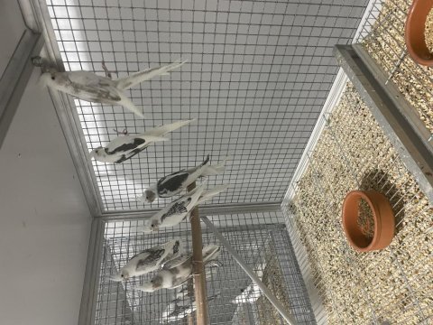 Birbirinden sağlıklı yavru sultan papağanlar
