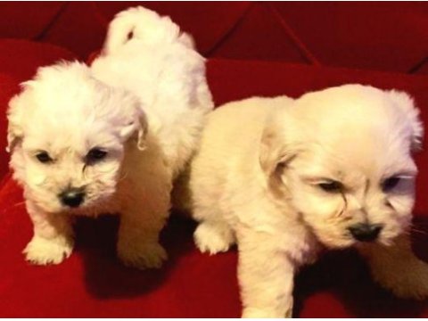Maltipoo yavrularımız uygundur