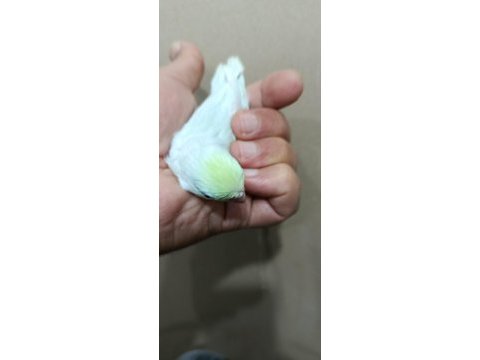 Gökkuşağı turkuaz cep papağanı bebekler
