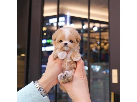 Maltipoo çocuklarım