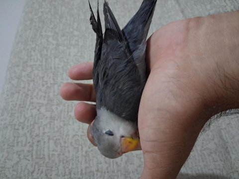 Yavru sevda papağanı açıklama okuyun