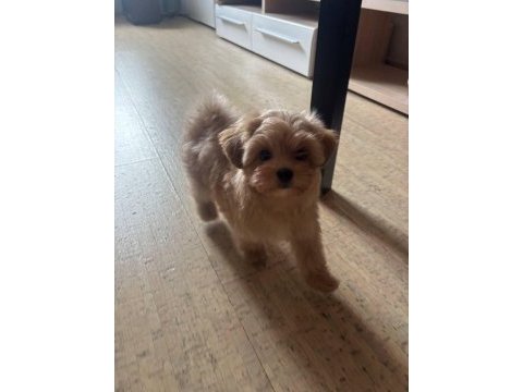 Kore maltipoo kg garantili