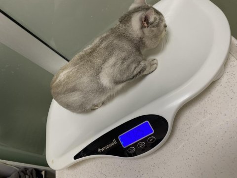 Aslan parçası british shorthair