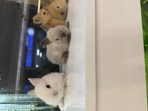 Hollanda cüce tavşan yavruları citypetshop
