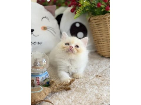 Kar beyazı british longhair