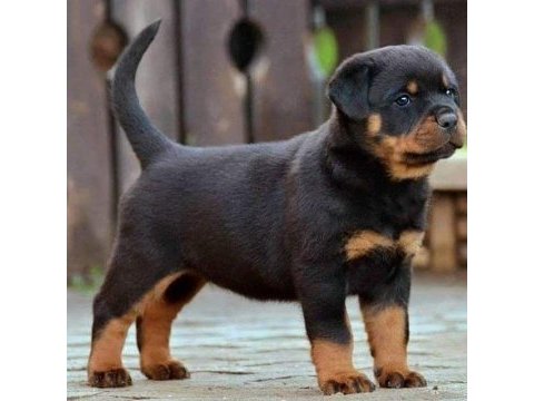 Rottweiler orjinal