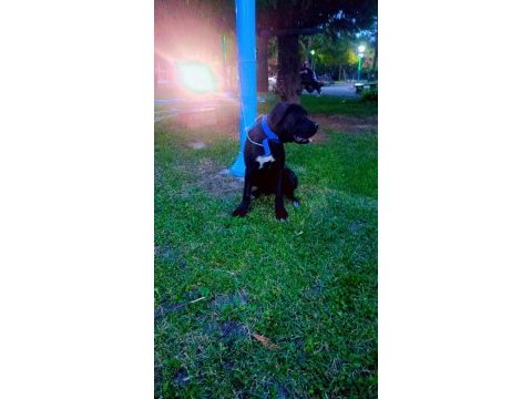 Cane corso köpeği