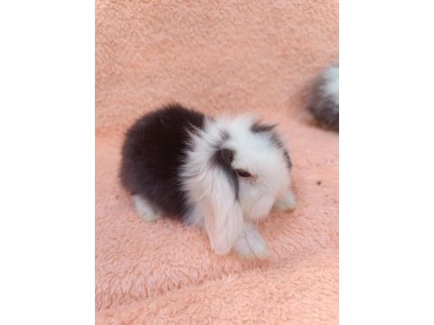 Hollanda teddy lop tavşan yavruları