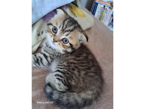 Aldın aldın son 4 yavru scottish fold