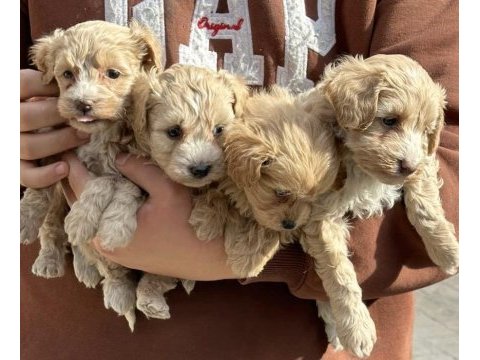 A kalite safkan maltipoo
