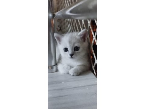 British shorthair sahiplendirme