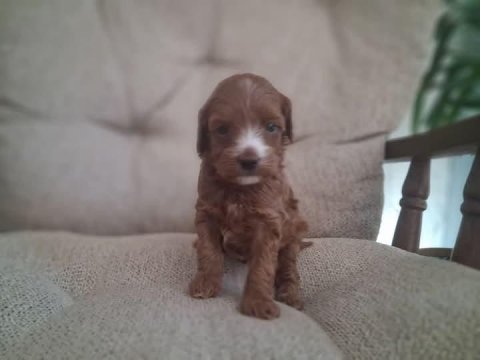 Mini ırk poodle