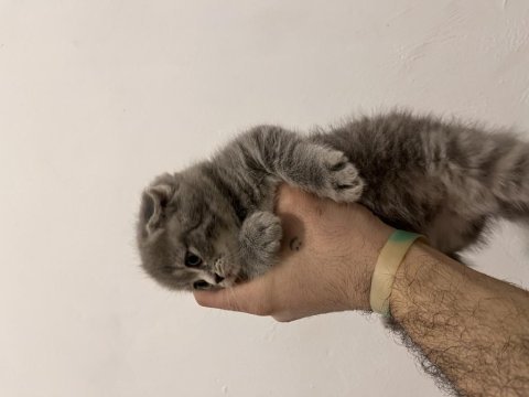 Scottish fold ve straight kediler
