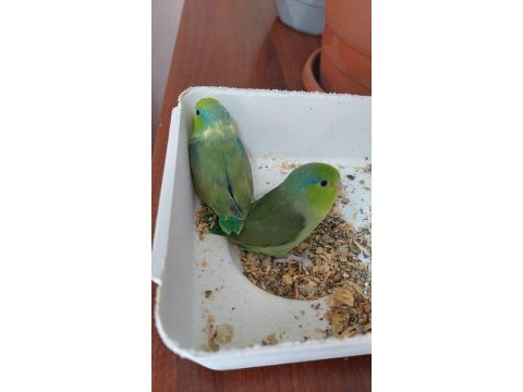 Uçmaya hazır bebek forpuslar