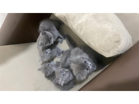 British longhair ve shorthair