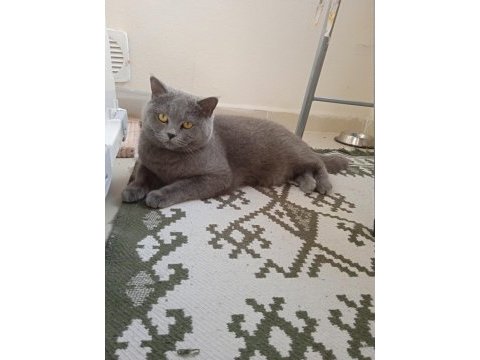 British shorthair dişi