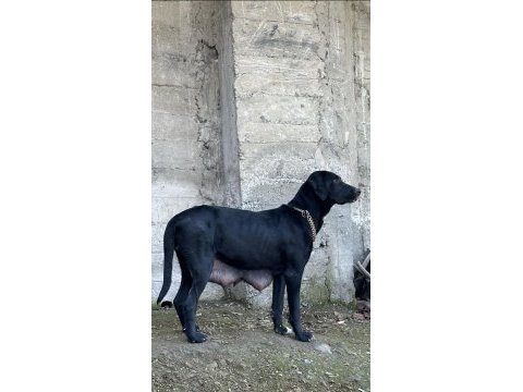 40 günlük labrador yavruları