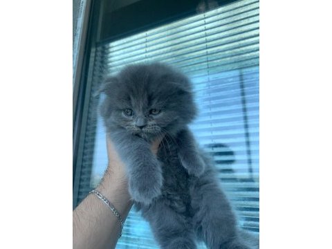 55 günlük erkek yavrulara british longhair