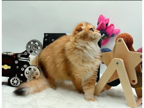 Scottish fold anne ve baba full şecereli elite pet