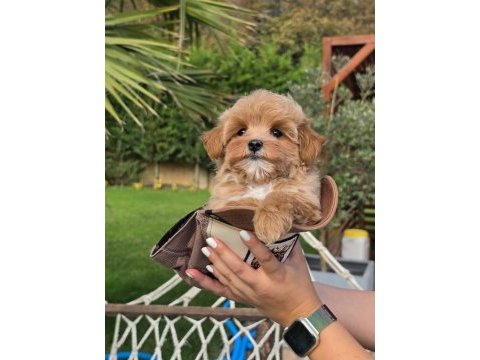 Akıllı ve tüy dökmeyen karakteriyle maltipoo yavrusu