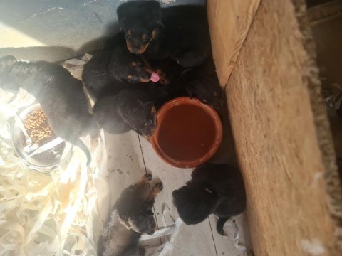 Mükemmel kalitede rottweiler bebeklerimiz için acele edin