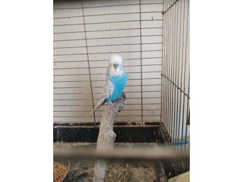 Yavru yapan jumbo muhabbet kuşlar