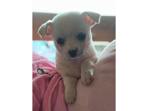 Elma kafa mini boy şivava bebekler