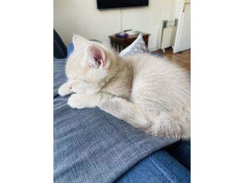 3 aylık british shorthair yavru