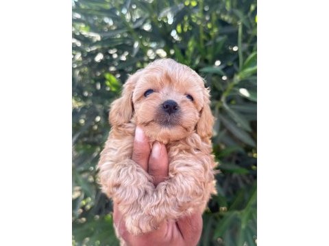 Maltipoo şeker mi şekerler