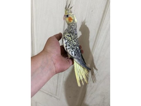 52 günlük ful evcil kusursuz bebek sultan