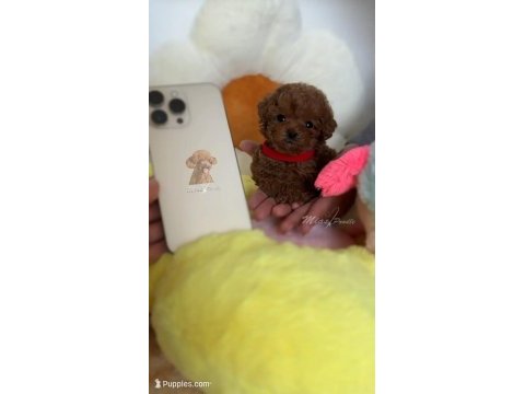 Orjinal toy poodle yavrumuz 
