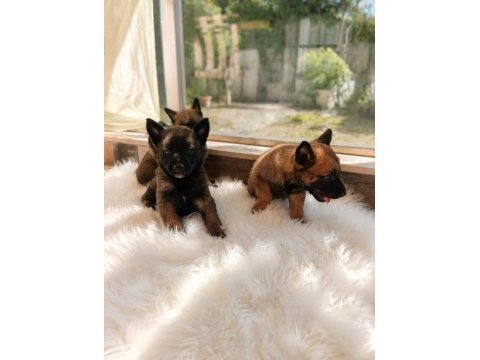 Safkan malinois yavruları