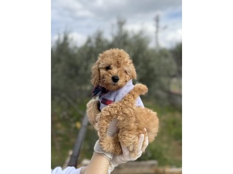 Brown toy poodle dişi