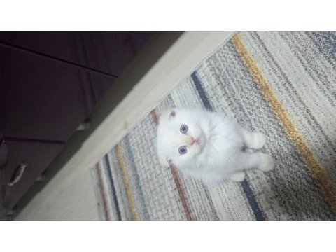 Güzel gözlü scottish fold kedimiz