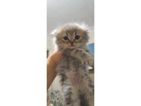Sahiplendirilecek 5 tane cins kedi scottish fold