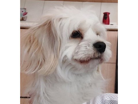 Ücretsiz 3 yaşında köpeğimiz