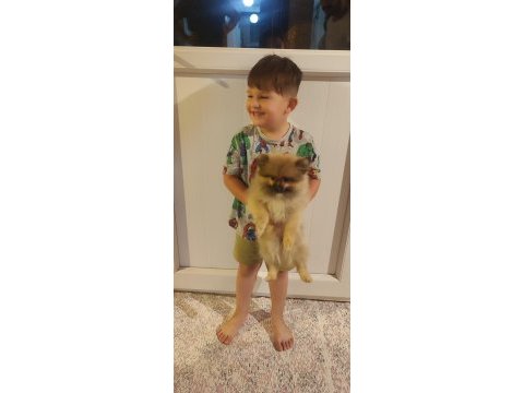 Pomeranian boo