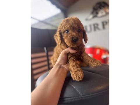 Antialerjik toy poodle bebekler