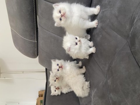 2 aylık british longhair bebekler