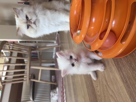 Bembeyaz 2 aylık erkek saf chinchilla kedisi