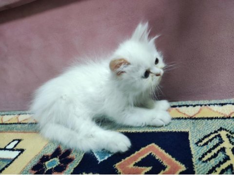 İran cinsi dişi yavru