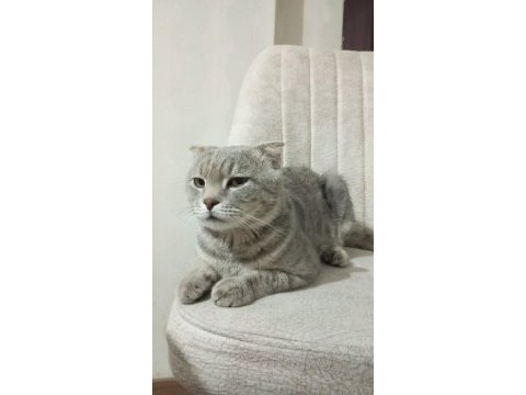 Scottish fold sahiplendirme görüşülür